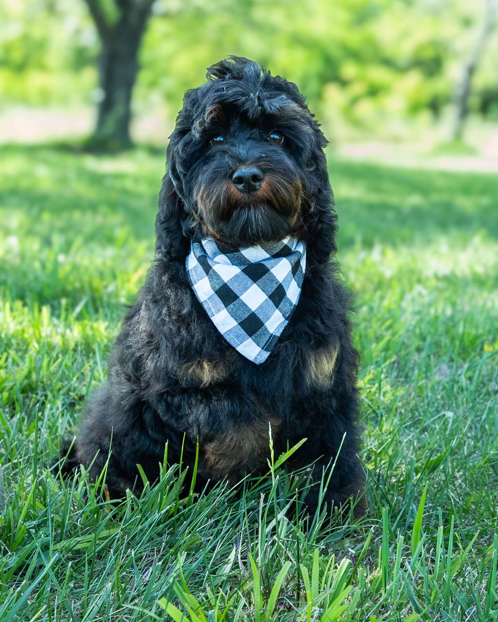 Forever and Always Doodles — Virginia doodle puppies