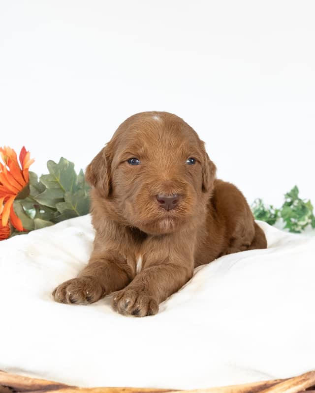 Tootles, a Apricot with White Markings Goldendoodle puppy
