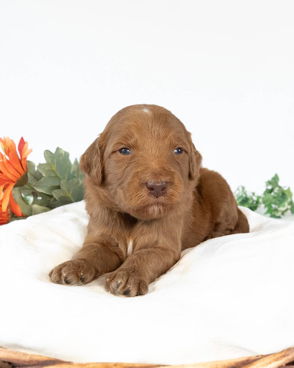 Tootles, a Apricot with White Markings Goldendoodle puppy