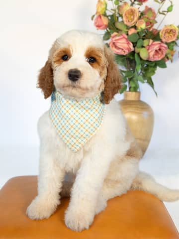 Golden Parti Goldendoodle puppy Ben