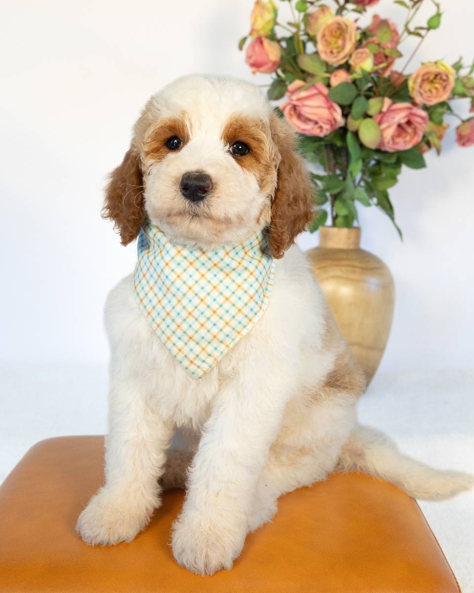 Ben — Golden Parti Goldendoodle puppy from Forever and Always Doodles, Virginia