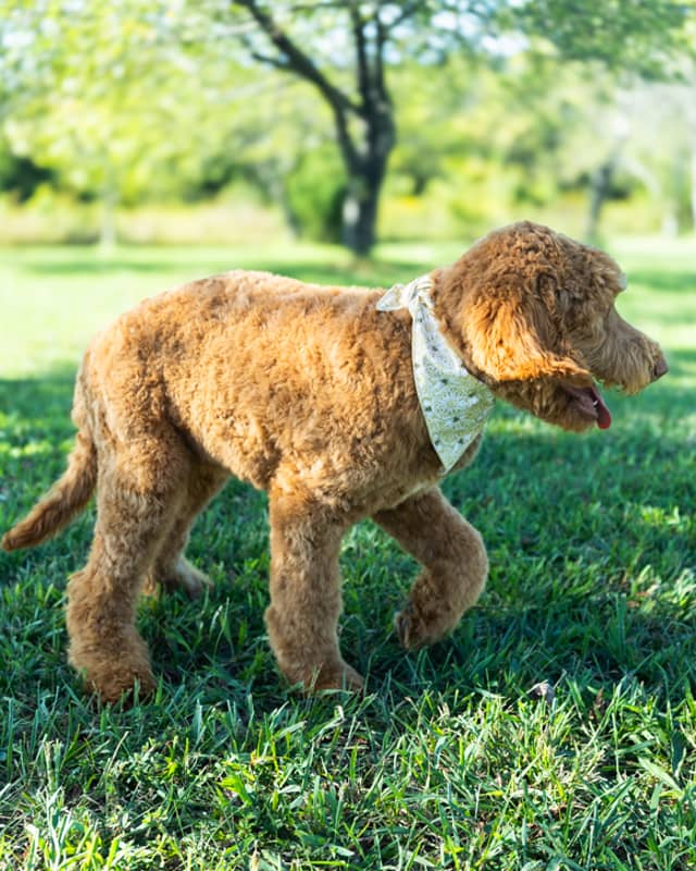 Neverland, a Golden with White Markings Goldendoodle puppy