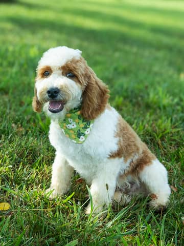 Golden Parti Cockapoo puppy Wentworth
