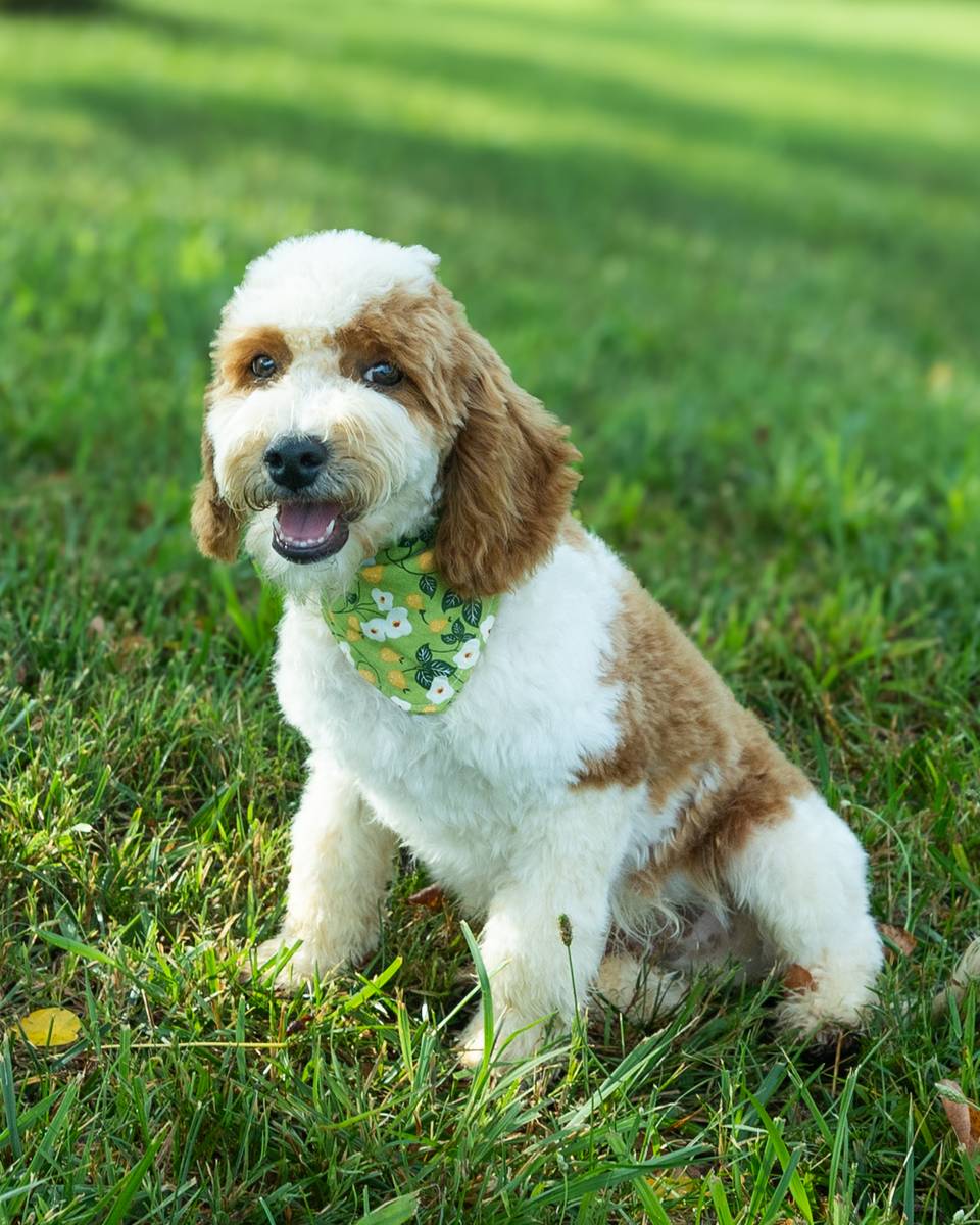 Wentworth — Golden Parti Cockapoo curly coat puppy from Forever and Always Doodles, Virginia