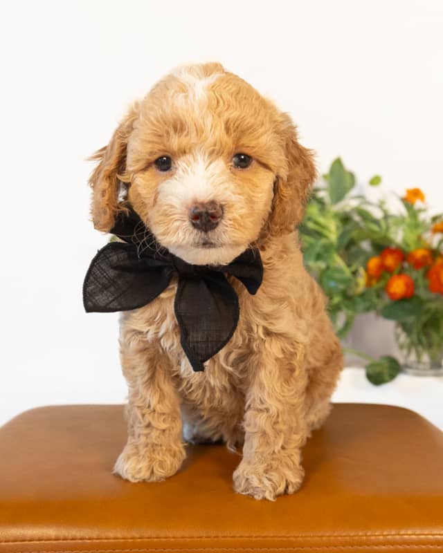 Barrie, a Light Golden with White Markings Cockapoo puppy