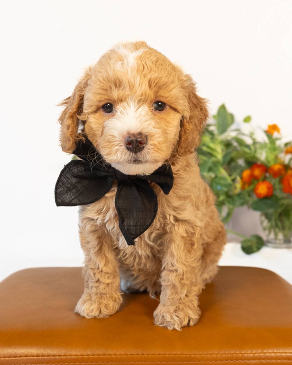 Barrie, a Light Golden with White Markings Cockapoo puppy