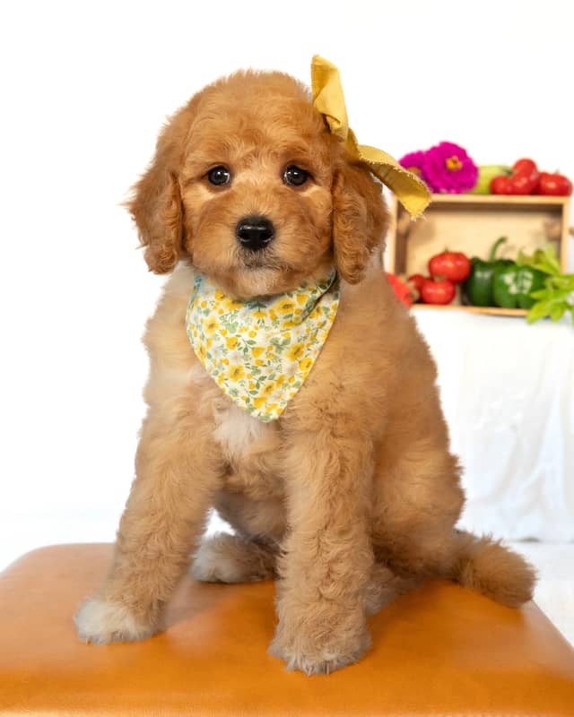 Peach, a Red with White Markings Goldendoodle puppy