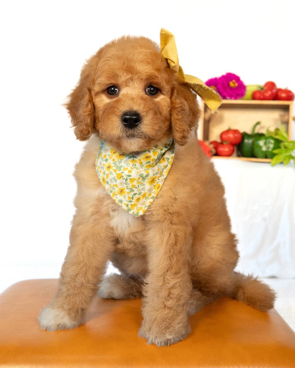Peach — Red with White Markings Goldendoodle puppy from Forever and Always Doodles, Virginia