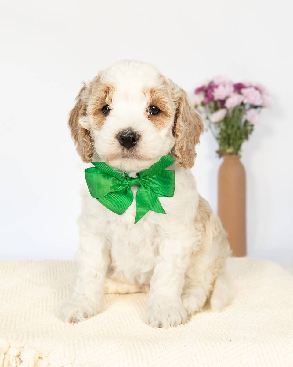 Russell — Golden Parti Cockapoo curly coat puppy from Forever and Always Doodles, Virginia