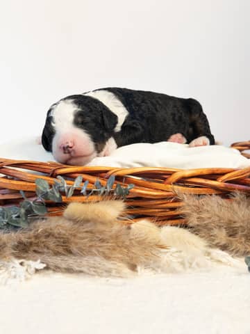 A Bernedoodle puppy