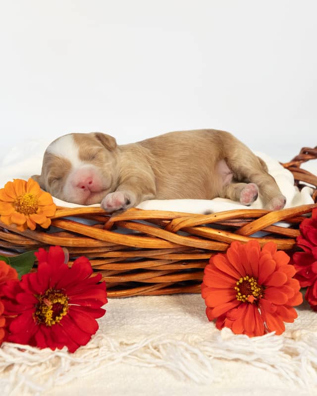 Rome, a Golden with White Markings Cockapoo puppy