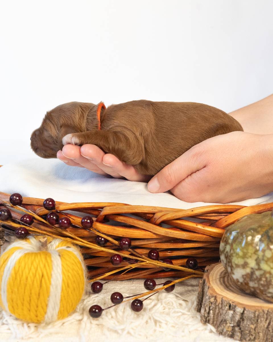 Amber, a Apricot with White Markings Goldendoodle puppy