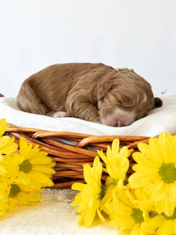 A Cockapoo puppy at the Forever and Always Doodles farm