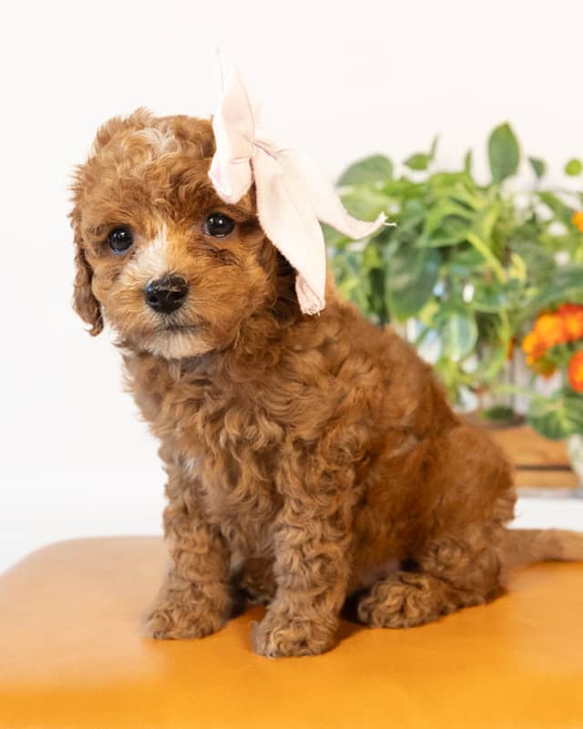 Beatrix, a Apricot with White Markings Cockapoo puppy