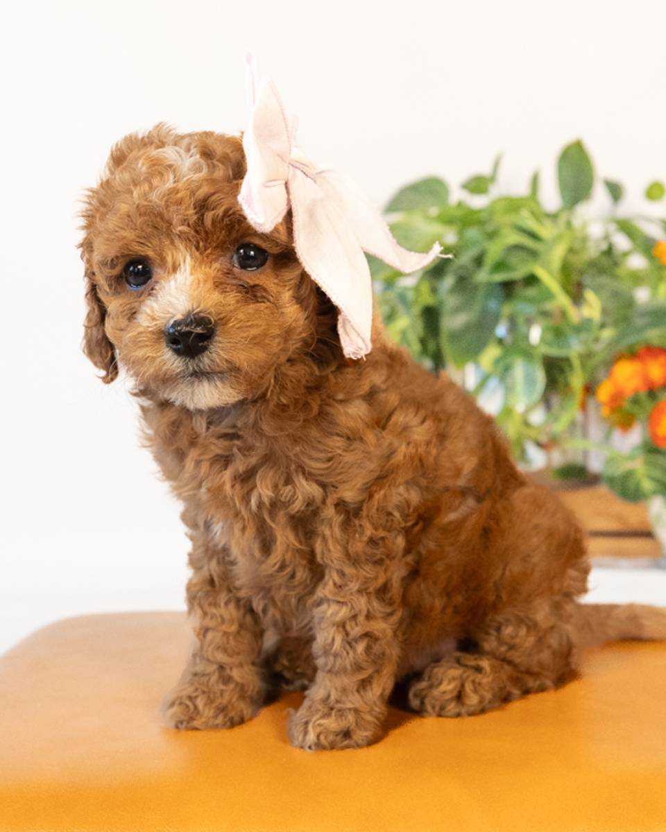 Beatrix, a Apricot with White Markings Cockapoo puppy