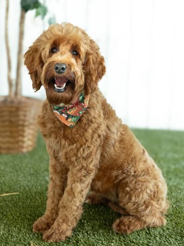 Honolulu, a Goldendoodle dam