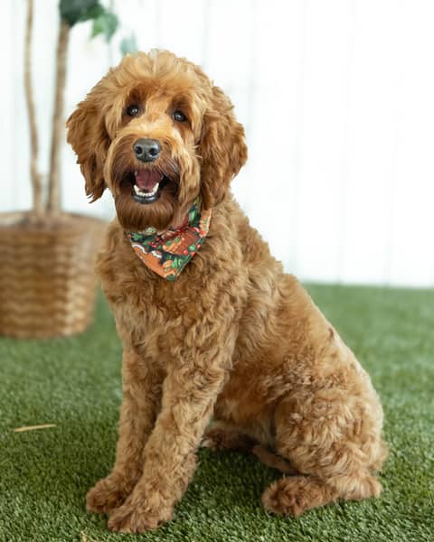 Honolulu, a Goldendoodle dam