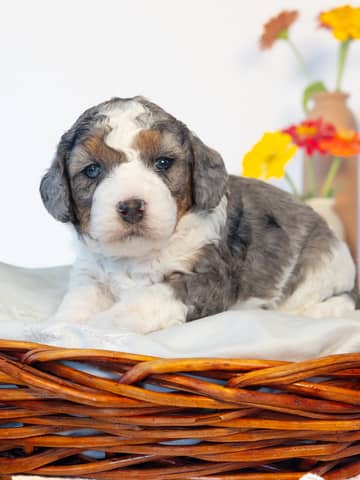 Chai — Phantom Parti Merle Cockapoo puppy from Forever and Always Doodles, Virginia