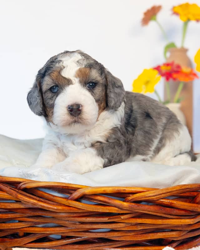 Chai, a Phantom Parti Merle Cockapoo puppy