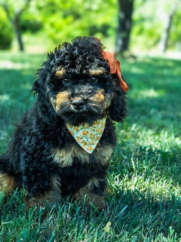 Cockapoo puppy raised by Forever and Always Doodles in Virginia