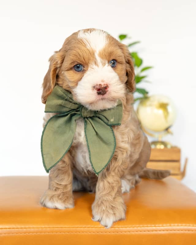 Rome, a Golden with White Markings Cockapoo puppy