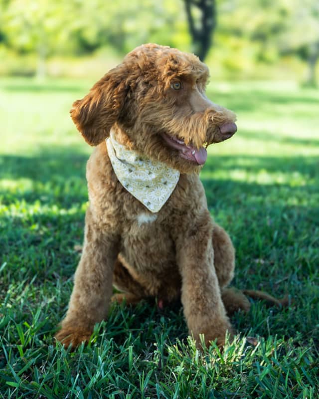 Neverland, a Golden with White Markings Goldendoodle puppy