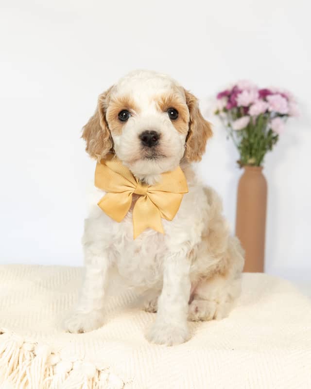 Wentworth, a Golden Parti Cockapoo puppy
