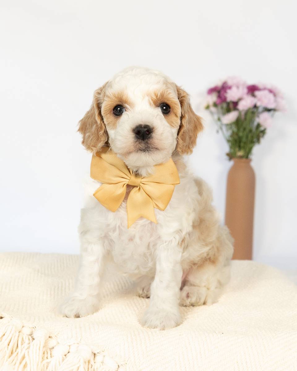 Wentworth, a Golden Parti Cockapoo puppy