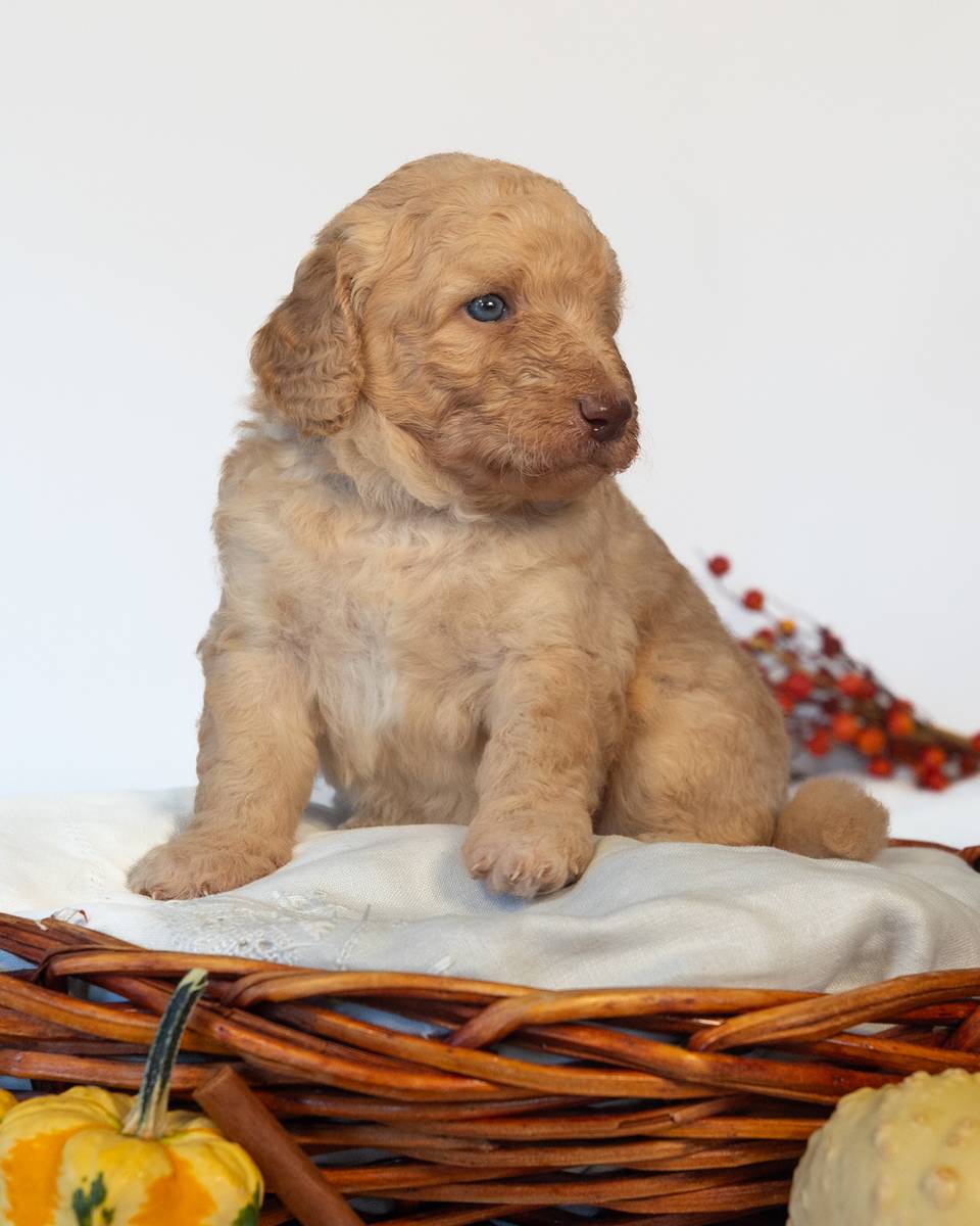 Ron, a Goldendoodle puppy