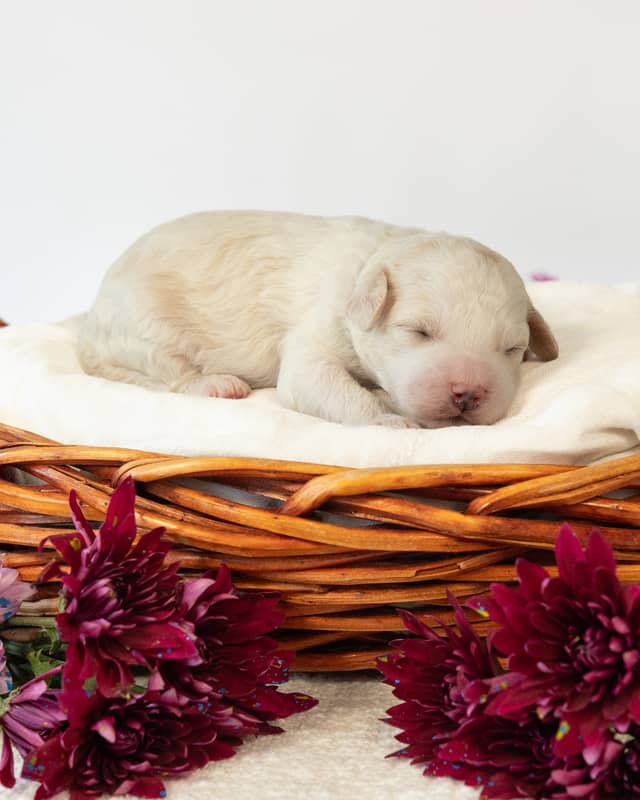 Wentworth, a Golden Parti Cockapoo puppy