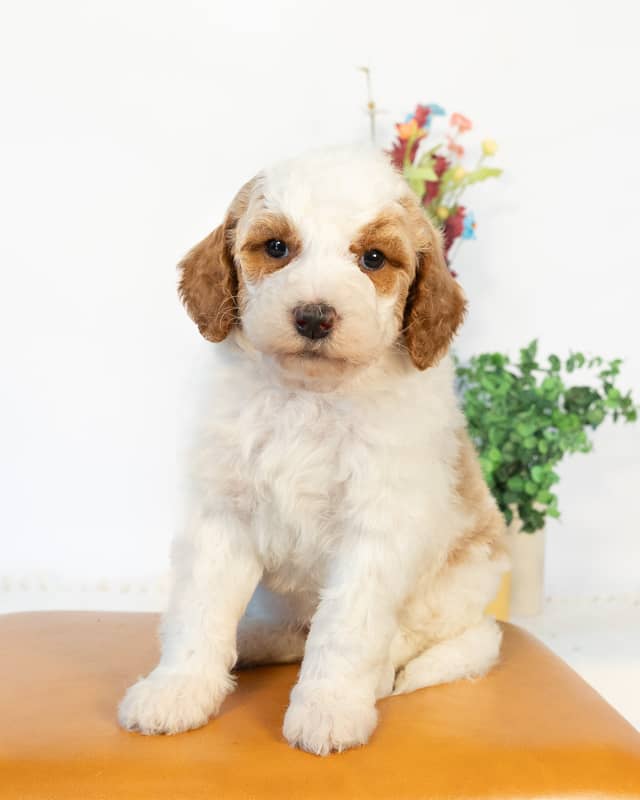 Ben, a Golden Parti Goldendoodle puppy