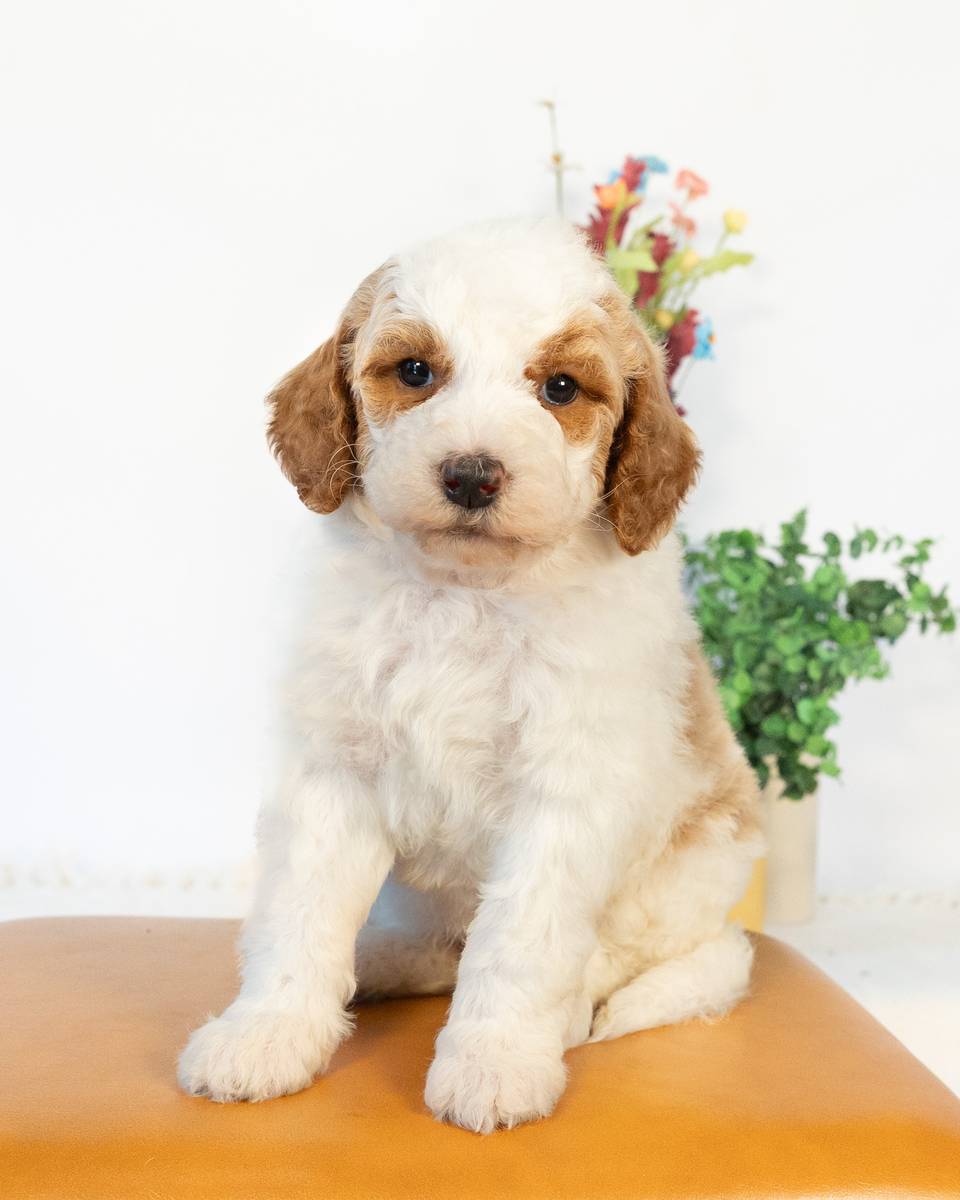 Ben, a Golden Parti Goldendoodle puppy