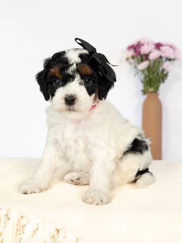 Black Phantom Parti Cockapoo puppy raised by Forever and Always Doodles in Virginia