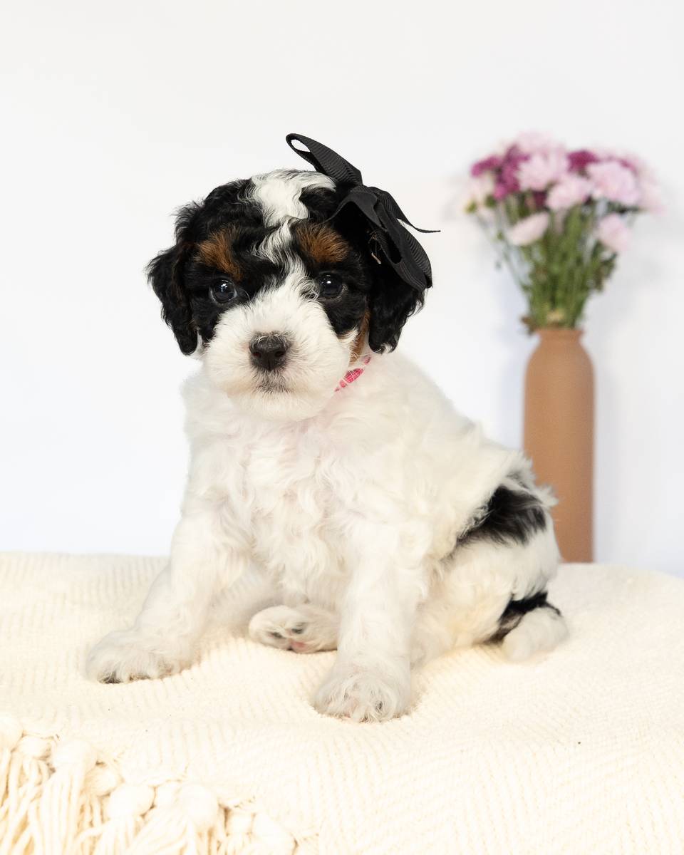 Anne — Black Phantom Parti Cockapoo curly coat puppy from Forever and Always Doodles, Virginia