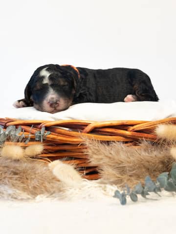 Tri-Color Black Bernedoodle puppy — Gunnar