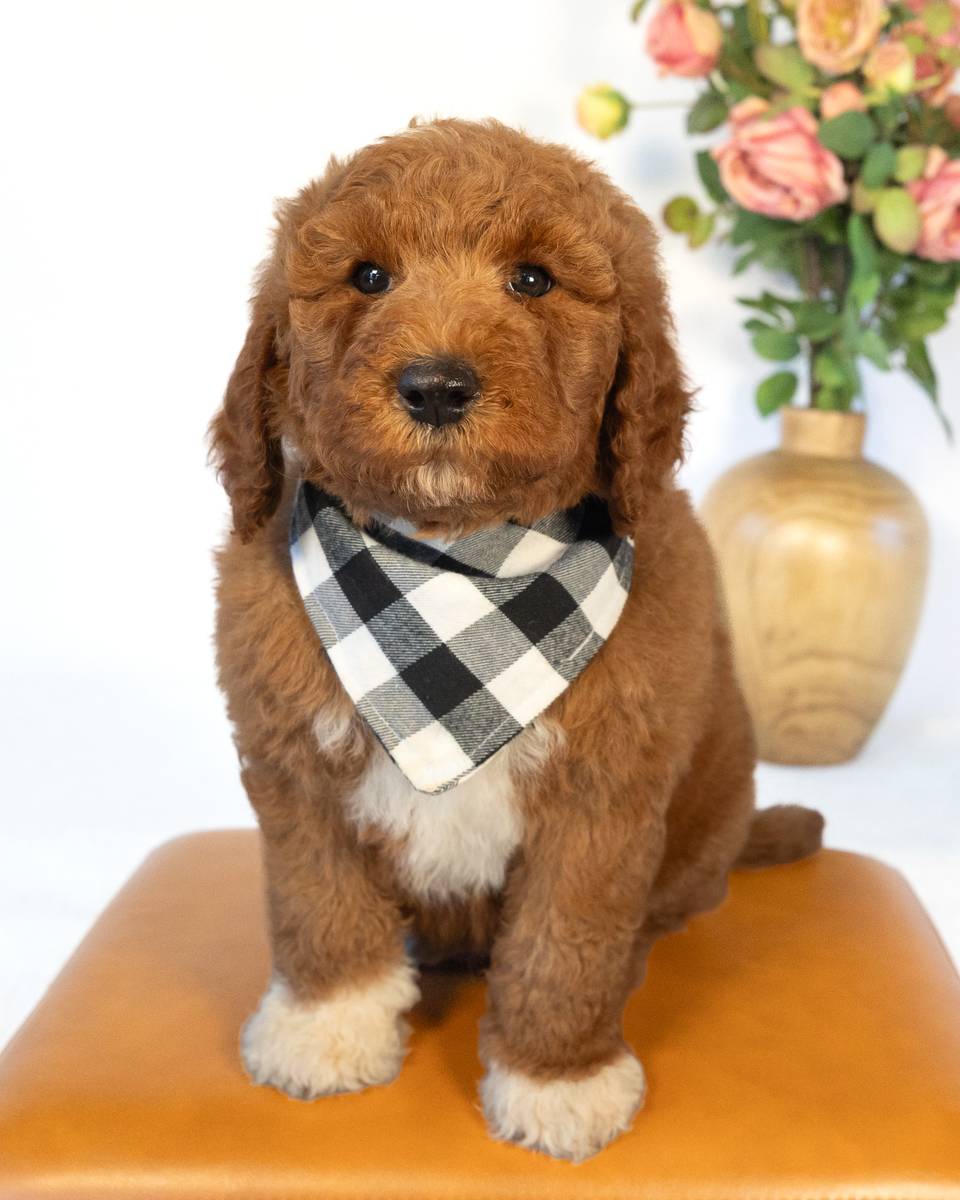 Tyler — Goldendoodle puppy from Forever and Always Doodles, Virginia