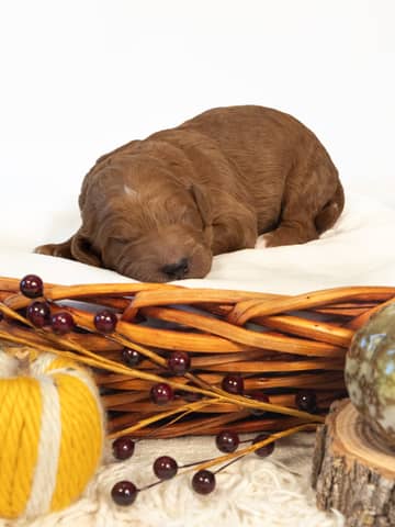 Pumpkin — Red with White Markings Goldendoodle puppy from Forever and Always Doodles, Virginia