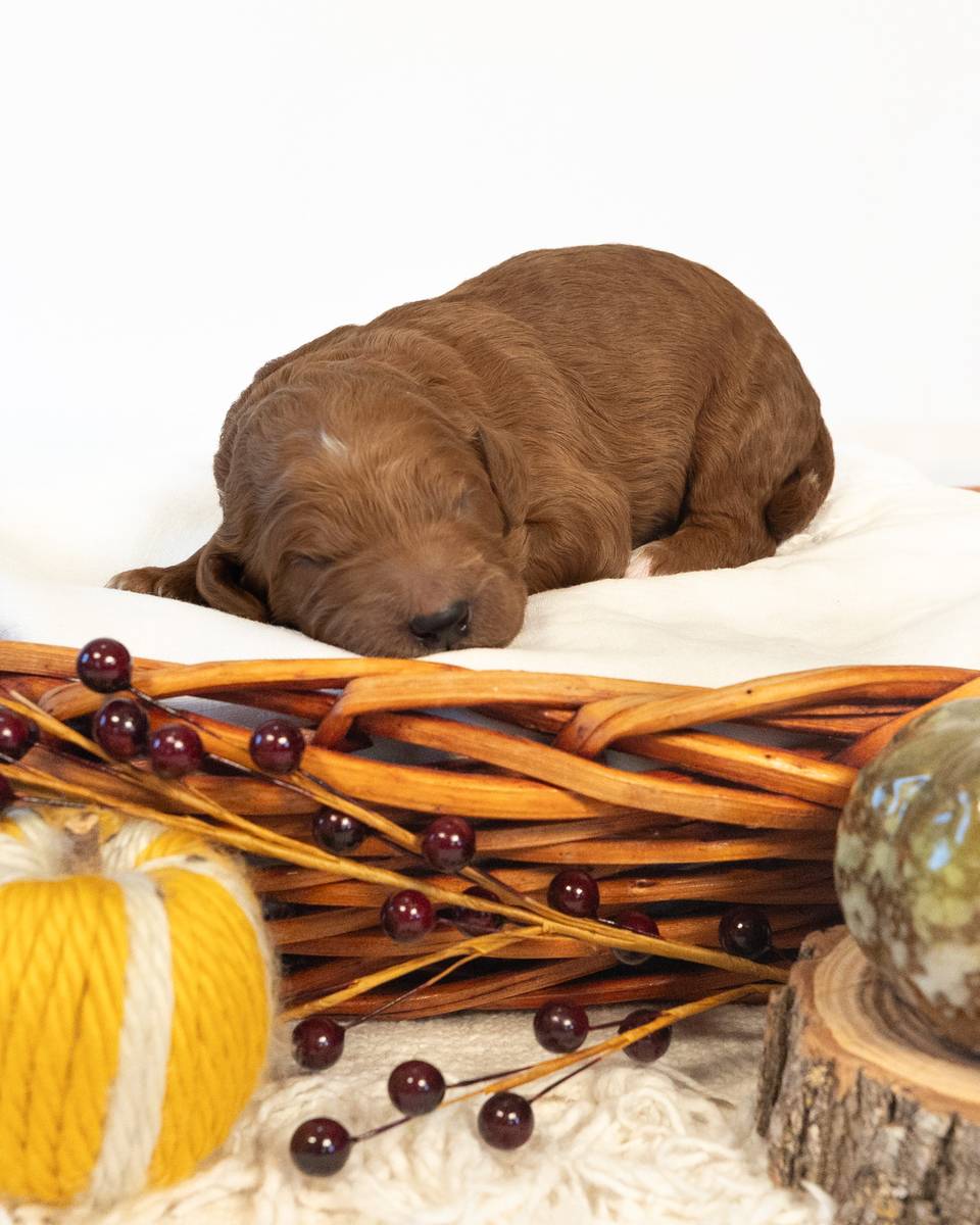 Pumpkin — Red with White Markings Goldendoodle puppy from Forever and Always Doodles, Virginia