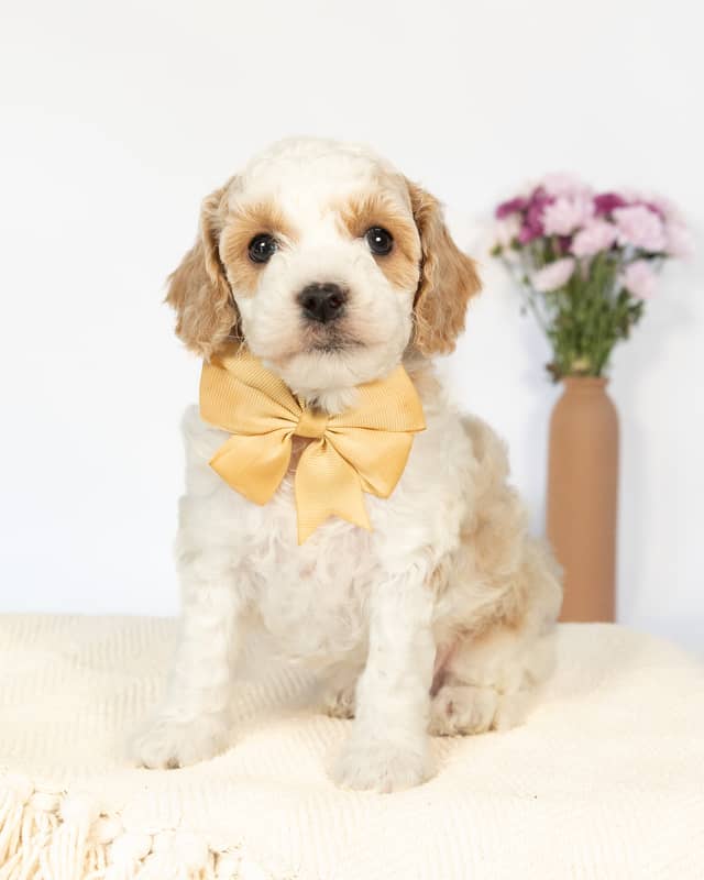 Wentworth, a Golden Parti Cockapoo puppy