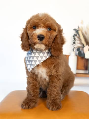 Doyle — Golden with White Markings Cockapoo puppy from Forever and Always Doodles, Virginia