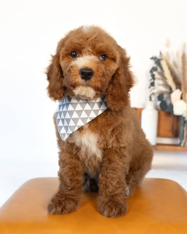 Doyle, a Golden with White Markings Cockapoo puppy