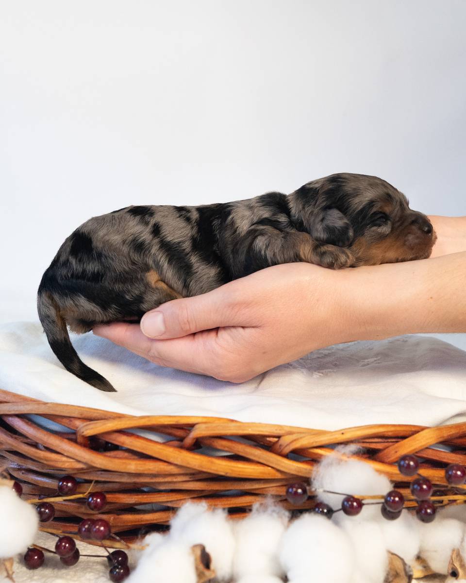 Streusel, a Blue Phantom Merle Cockapoo puppy
