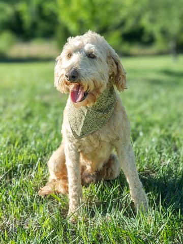 Sam, a Goldendoodle sire