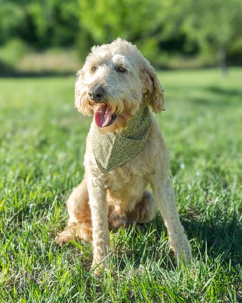 Sam, a Goldendoodle sire