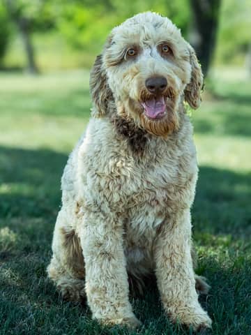 Ollie, a Goldendoodle sire