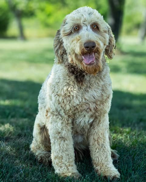 Ollie, a Goldendoodle sire