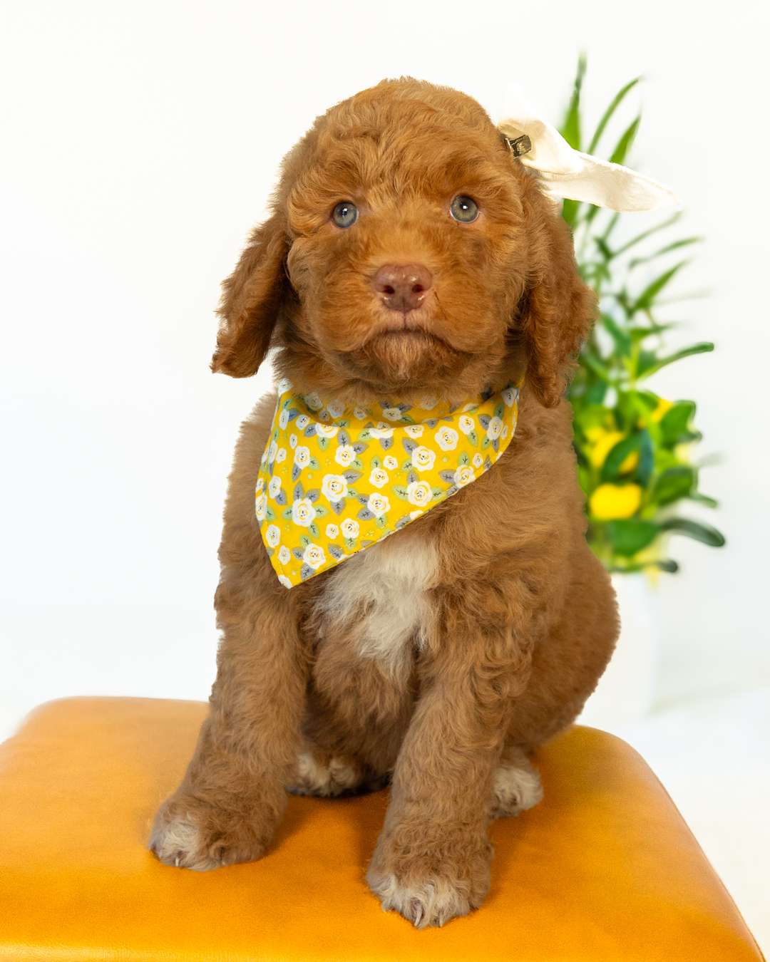 Wendy — Golden with White Markings Goldendoodle puppy from Forever and Always Doodles, Virginia