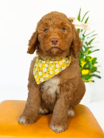 Golden with White Markings Goldendoodle puppy Wendy