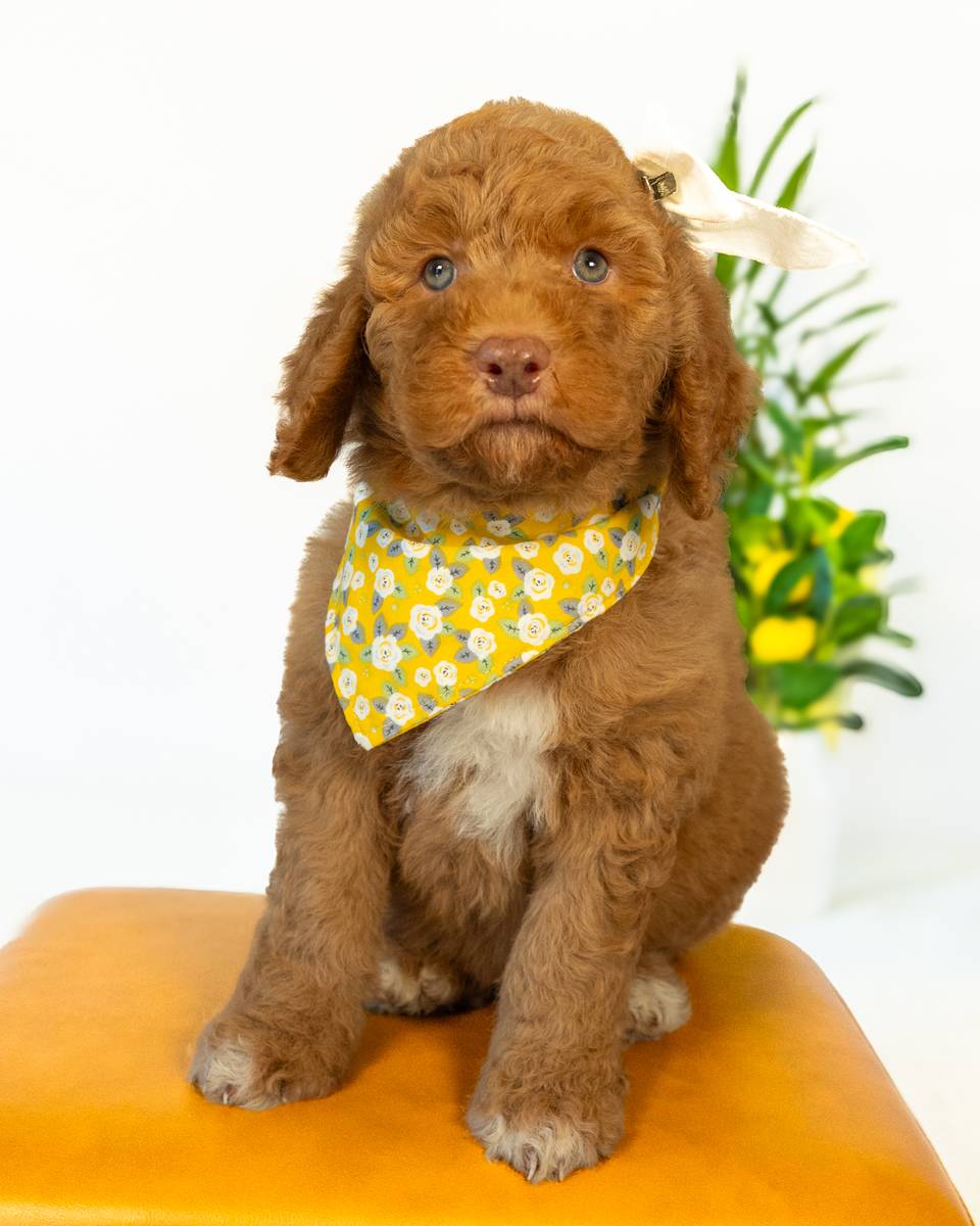 Wendy — Golden with White Markings Goldendoodle puppy from Forever and Always Doodles, Virginia