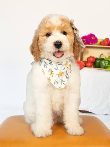 Lavender — Golden Parti Goldendoodle puppy from Forever and Always Doodles, Virginia